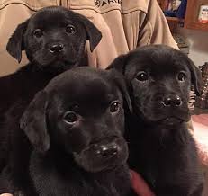 This is the perfect option for pet puppies, as they will indeed be registerable, just no offspring will be allowed to be registered. Cedartown Ga Labrador Retriever Meet Litter Of 3 A Pet For Adoption
