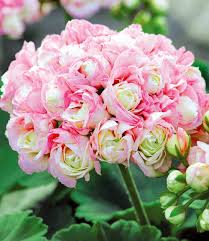 Stehende Geranie Appleblossom 1a Qualitat Baldur Garten Geranien Pflanzen Geranien Winterharte Pflanzen