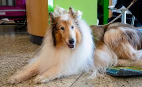 Image result for invalid dog wheelset