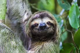 Costa Rica's Amazing Animals to ...