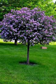 Lilac Tree I Will Be Planting This Year Arbustos Floridos Arbustos Arvores Para Jardim