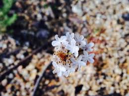 Image result for Selago coerulea