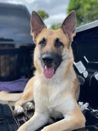 Hi everyone I have a 5 year old German Shepherd who has a severe allergy  skin problem. I have tried absolutely everything and have spent thousands  of dollars to figure out what's