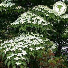 The red flowering dogwood tree is the perfect spring flowering tree for your garden. Cornus Kousa Var Chinensis White Flowering Chinese Dogwood Trees