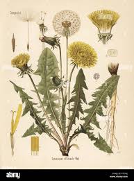 Image result for Taraxacum