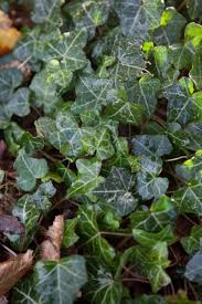 Image result for Hedera