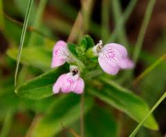 Image result for Aeollanthus serpiculoides