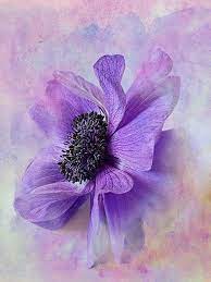 Djferreira224 Just Something About An Anemone By Imkayd1 On Flickr Watercolor Flowers Flower Art Flower Painting