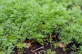 Dill is a leafy herb that reaches heights of 40 to 60 centimetres (16 to 24 inches) and the plant is grown as an annual in full sun. How To Plant Grow And Harvest Dill
