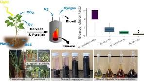 Image result for Sphaeranthus gomphrenoides