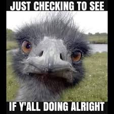 Even With Social Distancing Simply Reaching Out Can Make All The Difference Funny Bird Pictures Funny Birds Funny Pictures