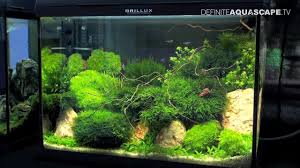 Contest is sponsored by starwood preferred guest, and is not affiliated with one direction, the o2 good luck, and let's have some fun with this! Aquascaping Best Planted Aquariums Of Petfair 2011 Part 1 Youtube