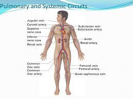 Heart And Blood Vessels Major Arteries And Veins Subclavian Artery Subclavian Vein Jugular Vein Carotid Artery Superior Vena Cava Inferior Vena Cava Ppt Download