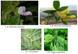 Image result for Dolichos trilobus