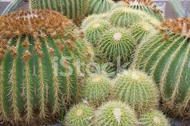 Cactus Barril Dorado Fotografias De Stock Freeimages Com