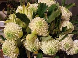 Protea Waratha White Www Barendsen Nl Flower Arrangements Flowers Protea