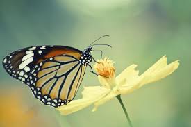 Browse top 4 famous quotes and sayings about butterflies and flowers by most favorite authors. Awesomely Inspiring Butterfly Quotes For A Great Day Ahead Quotabulary