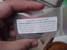 Choose a warm, sunny position with protection from strong winds. How To Grow Papaver Somniferum Opium Poppy The Ethnobotanical Garden Shroomery Message Board