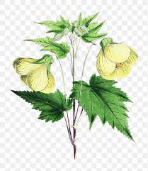 Image result for Abutilon longicuspe