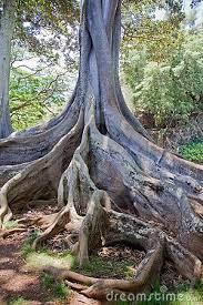 Moreton Bay Fig Tree 2 Fig Tree Tree Illustration Fig