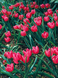 Image result for Bonatea pulchella