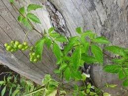 Image result for Cayratia gracilis