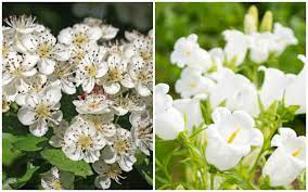 We did not find results for: Birth Month Flowers And Their Meanings Good Living Guide