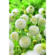 Wilko Bulbs Dahlia Snowflake 1pk Bloementuin Tuin Tuin Ideeen