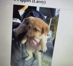 Hide this posting restore restore this posting. She Bought A Puppy Off Of Craigslist A Day Later She Had To Make An Awful Decision Viralnova