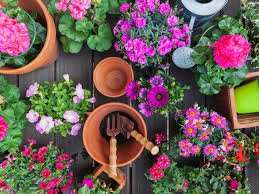 Per ottenere una pianta sana e rigogliosa si consiglia di asportare le foglie rovinate e i fiori appassiti. Fiori Da Balcone Come Creare Un Giardino Fiorito In Casa Tua