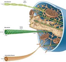 Every animal cell has a cell membrane, cytoplasm, and a nucleus, but not all cells have every structure shown here. What Intracellular Structure Helps Animal Cells To Maintain Their Shape Quora