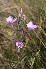 Image result for Epilobium
