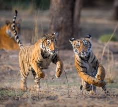 At least 3,890 tigers remain in the wild, but much more work is needed to protect this species that's still vulnerable to extinction. Top 10 Facts About Tigers Wwf