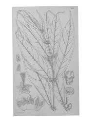 Image result for Danthoniopsis pruinosa