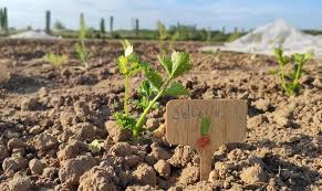 Ernte , lagerung und konservierung. Meine Ernte Sellerie Anbauen Pflegen Ernten Und Lagern