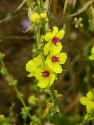 Image result for Verbascum scrophulariifolium