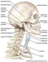They are attached to the spine in the back. Bones Of The Face Head Neck And Chest Diagram Quizlet