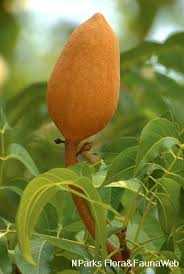 Image result for Swietenia