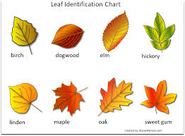 printable leaf identification chart and cards set