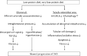 In this setting, avoiding hypoglycemia takes precedence over meeting strict blood glucose targets. Pdf A Low Protein Diet For Diabetic Kidney Disease Its Effect And Molecular Mechanism An Approach From Animal Studies Semantic Scholar