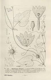 Image result for Raphidiocystis jeffreyana