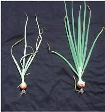 Image result for Onion Thrips