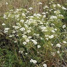 Image result for Galiniera saxifraga
