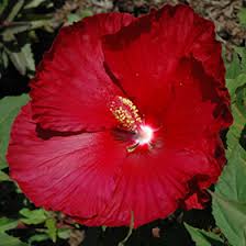 Image result for Hibiscus Red 2016 Vito
