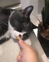 Cats Videos Cats Videos Komik Hayvan Komik Hayvan Videolari Kedileri Seviyorum
