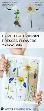 Hometown drying flowers in microwave. Mother S Day Craft Ideas Press Flowers In 3 Minutes Pressed Flowers Diy Pressed Flower Art Creative Diy Gifts