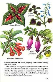 Pin On Plant Buzzes