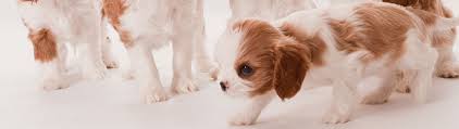 He is especially fond of walks around the block with his family and daily play sessions, both of which will keep his cavalier king charles spaniels want to please and are fairly easy to train. Cavalier King Charles Spaniel Club Of Canada