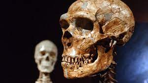 At the time of writing, the idea is to just keep digging and see what comes up eventually. Fact Check Post Showing Giant Human Skeletons Is An Old Hoax