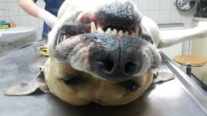 Dies bedeutet, der eingriff kann endoskopisch ab dem alter von ca. Kastration Beim Hund Fluch Oder Segen Hundetraining Hundebetreuung Zehenganger Gbr